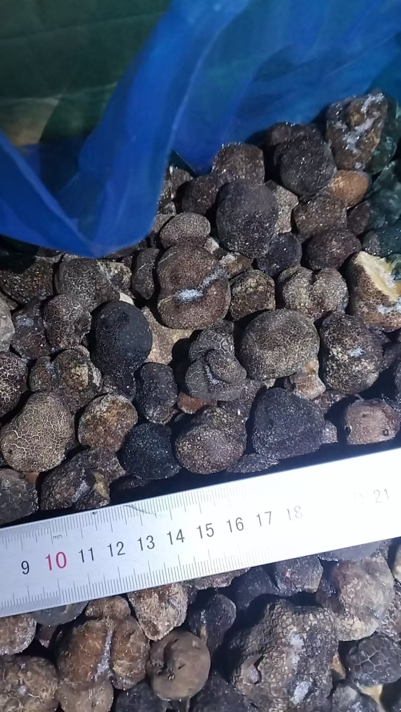 山东潍坊高密市一手货源各类菌菇齐全速冻黑松露可批发