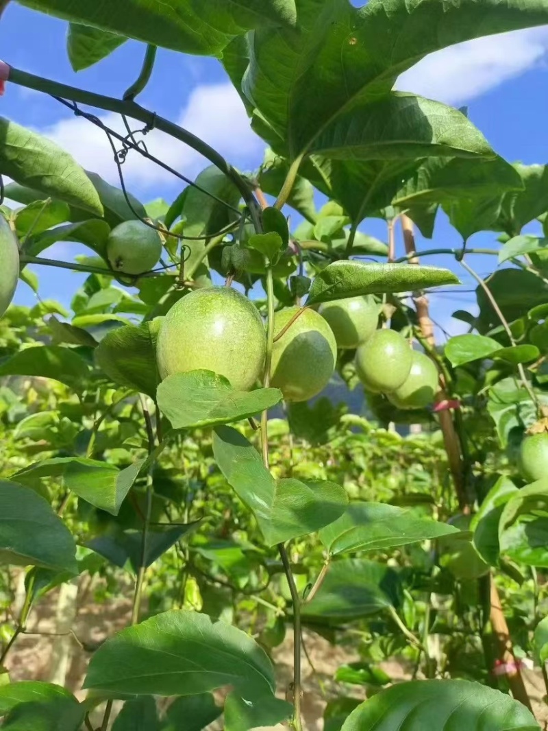 桂林龙胜钦蜜9号黄金百香果