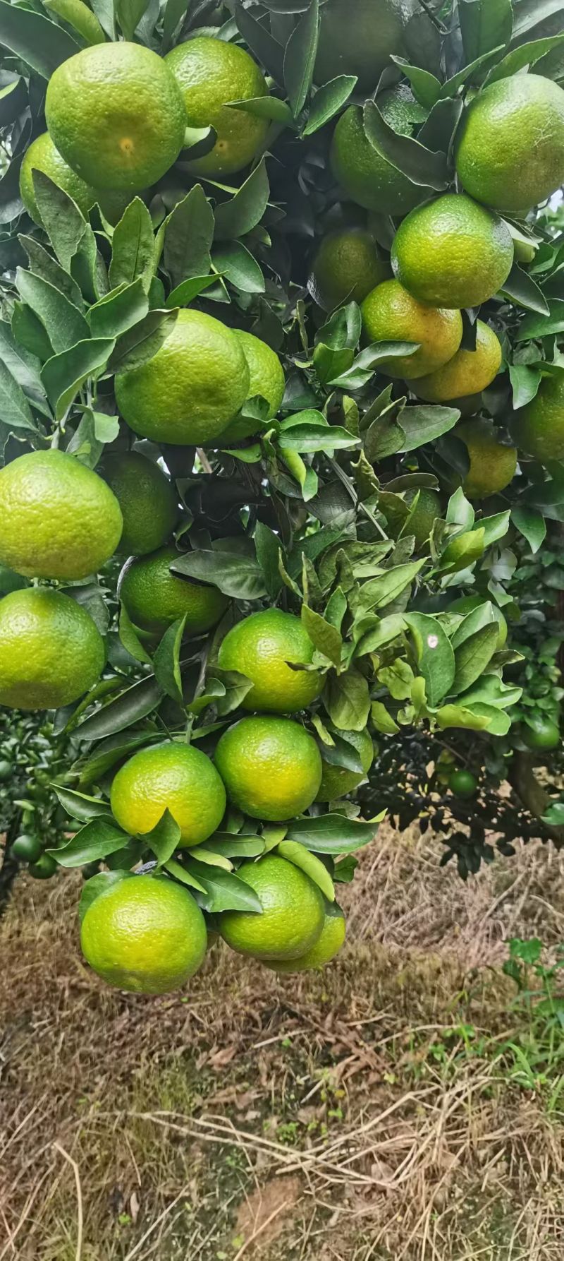 云南早熟蜜桔