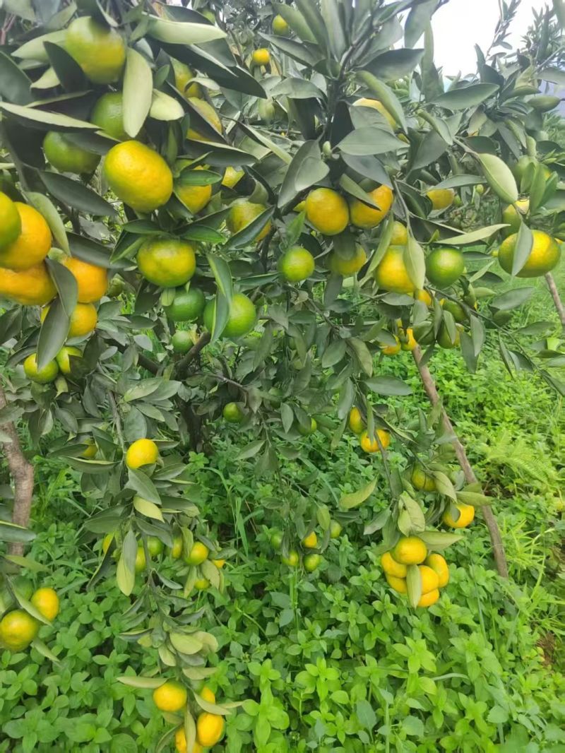 云南早熟蜜桔