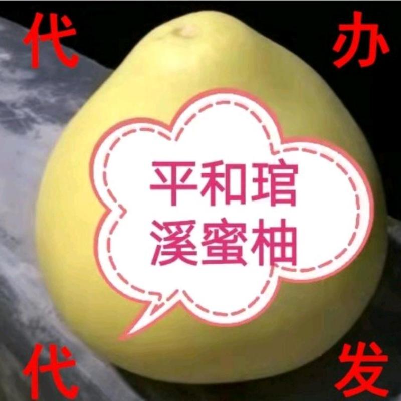 平和琯溪蜜柚