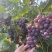 巨峰葡萄🍇（郑州洛阳的联系#远的勿扰）