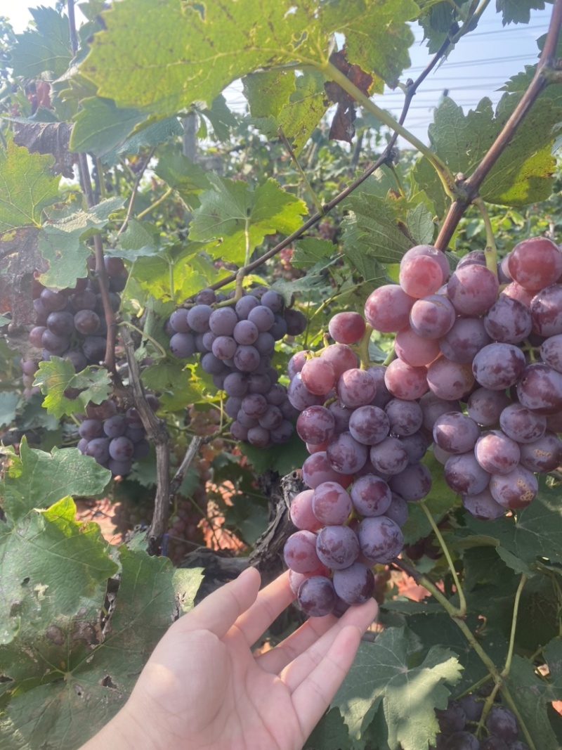巨峰葡萄🍇（郑州洛阳的联系#远的勿扰）