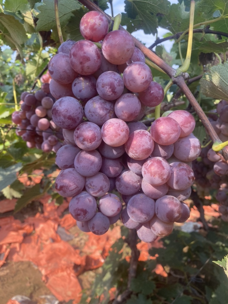 巨峰葡萄🍇（郑州洛阳的联系#远的勿扰）