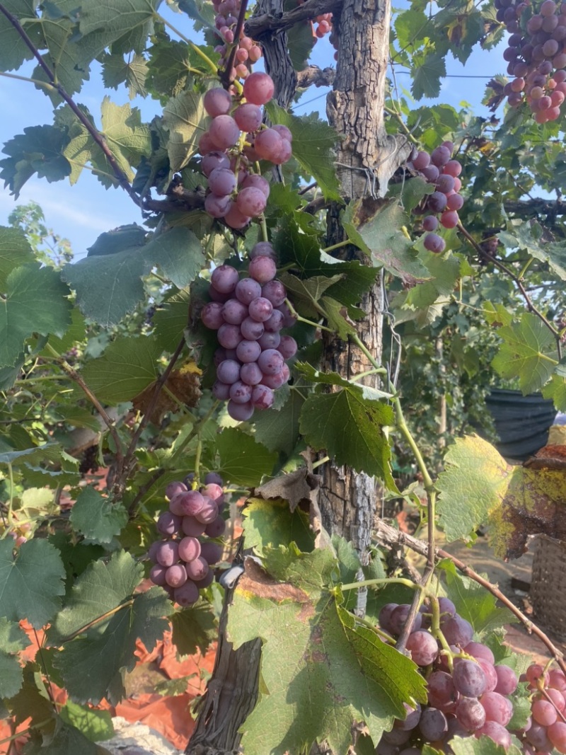 巨峰葡萄🍇（郑州洛阳的联系#远的勿扰）
