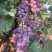 巨峰葡萄🍇（郑州洛阳的联系#远的勿扰）