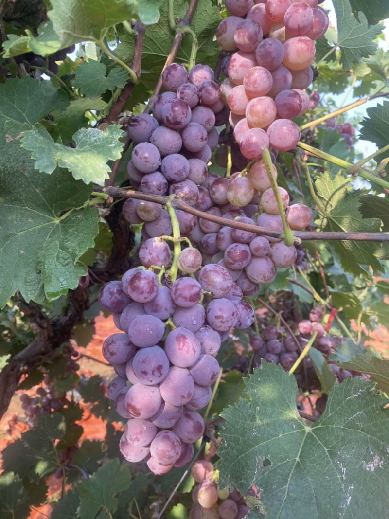 巨峰葡萄🍇（郑州洛阳的联系#远的勿扰）