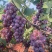 巨峰葡萄🍇（郑州洛阳的联系#远的勿扰）