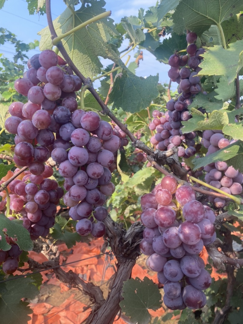 巨峰葡萄🍇（郑州洛阳的联系#远的勿扰）