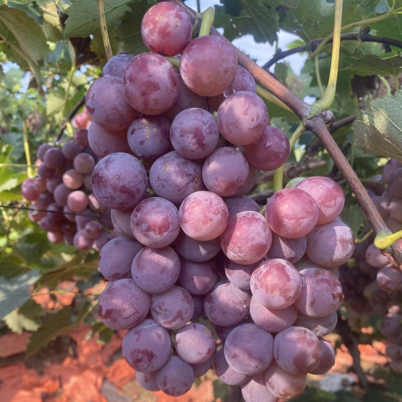 巨峰葡萄🍇（郑州洛阳的联系#远的勿扰）