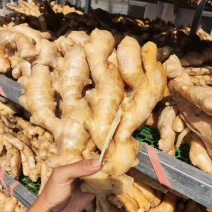 山东风干大黄姜，风干大黄姜，保质保量，量大从优