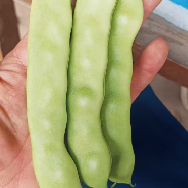 黑龙江豆角绿油豆角大量上市，可视频看货，量大价格从优