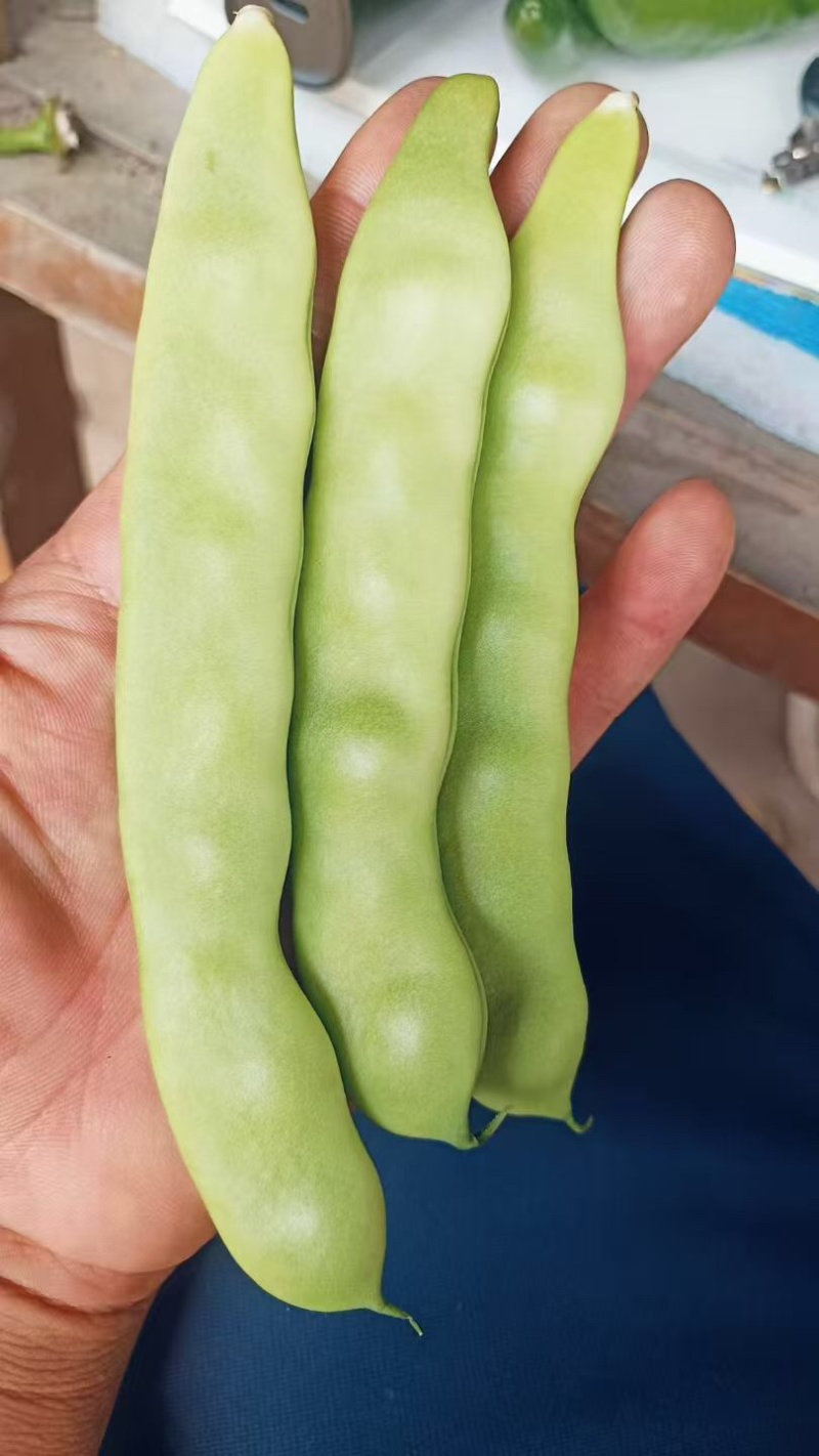黑龙江豆角绿油豆角大量上市，可视频看货，量大价格从优