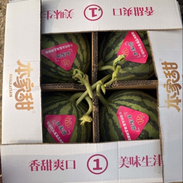 河南夏邑麒麟美都西瓜可视频订货诚信经营产地实力代发