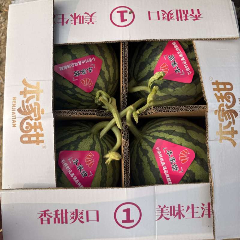 河南夏邑麒麟美都西瓜可视频订货诚信经营产地实力代发
