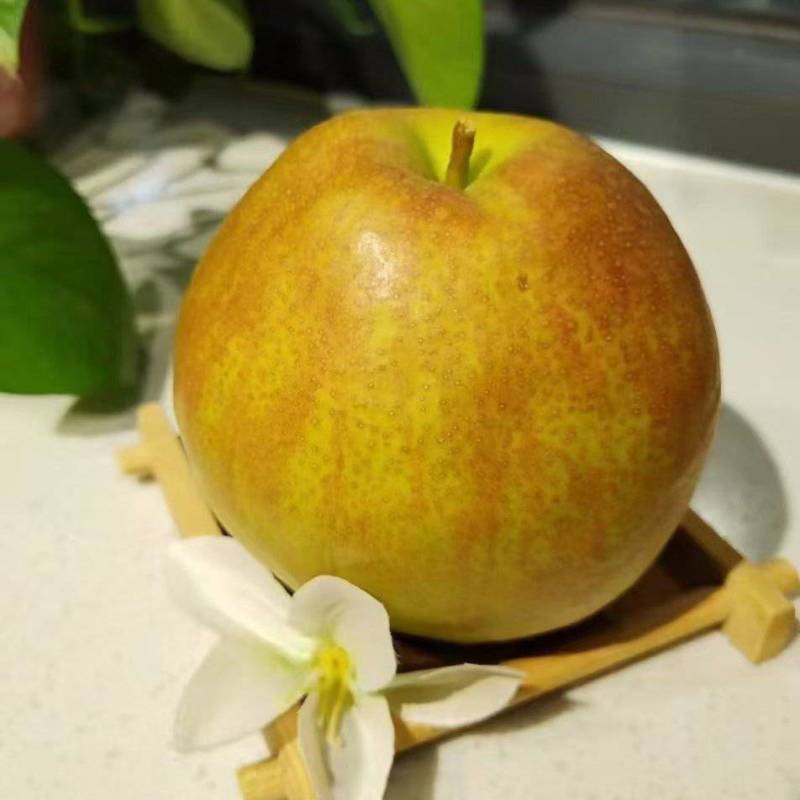 山西隰县玉露香梨，套膜袋农家种植大量上市
