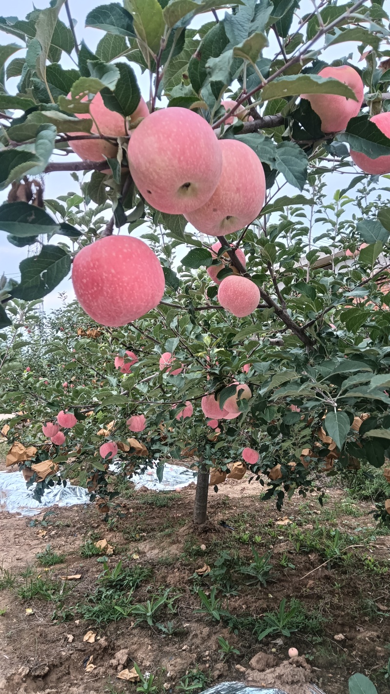 陕西高原红富士苹果
