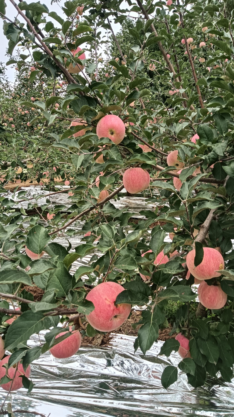 陕西高原红富士苹果