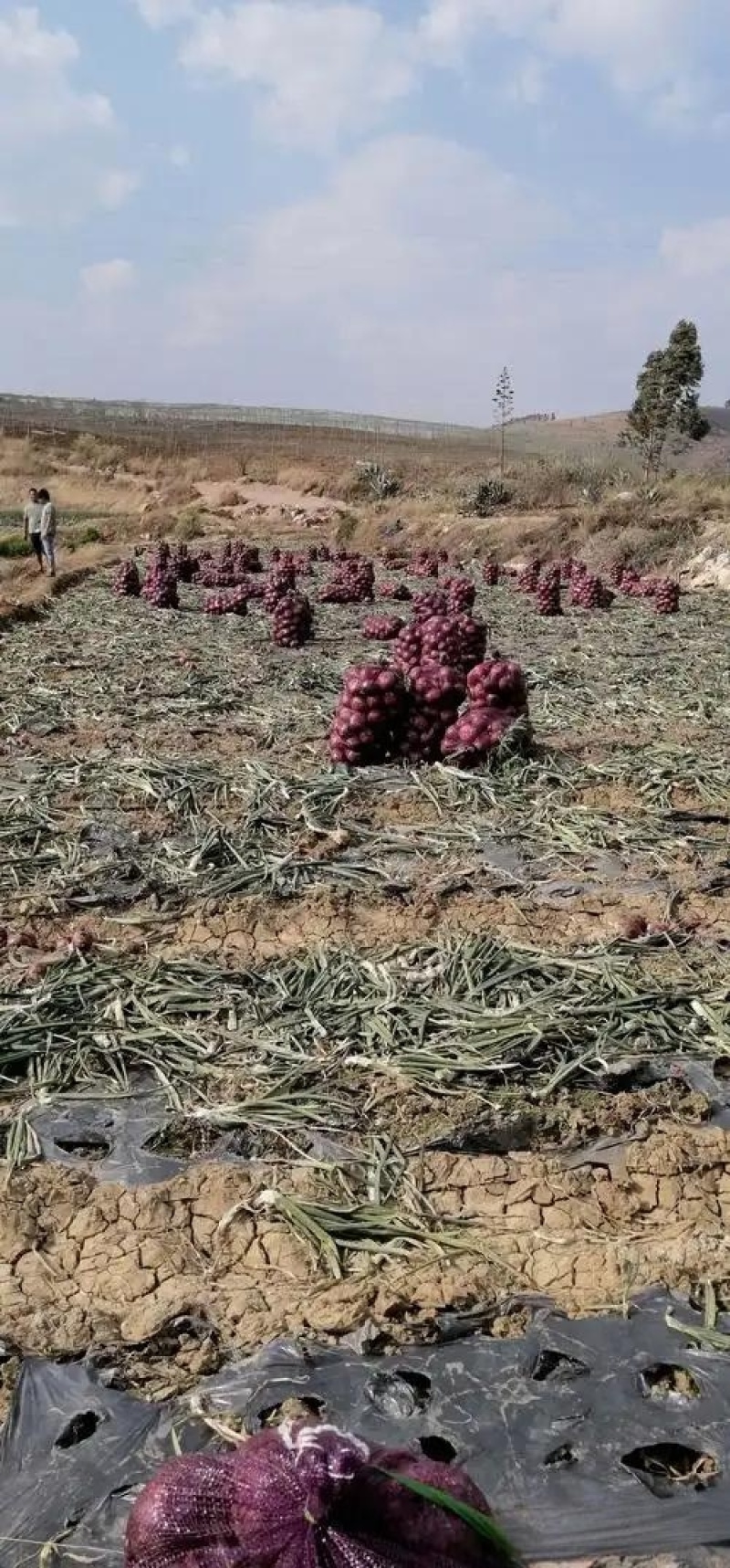 葱头产地直销，量大从优，质量上乘，欢迎咨询