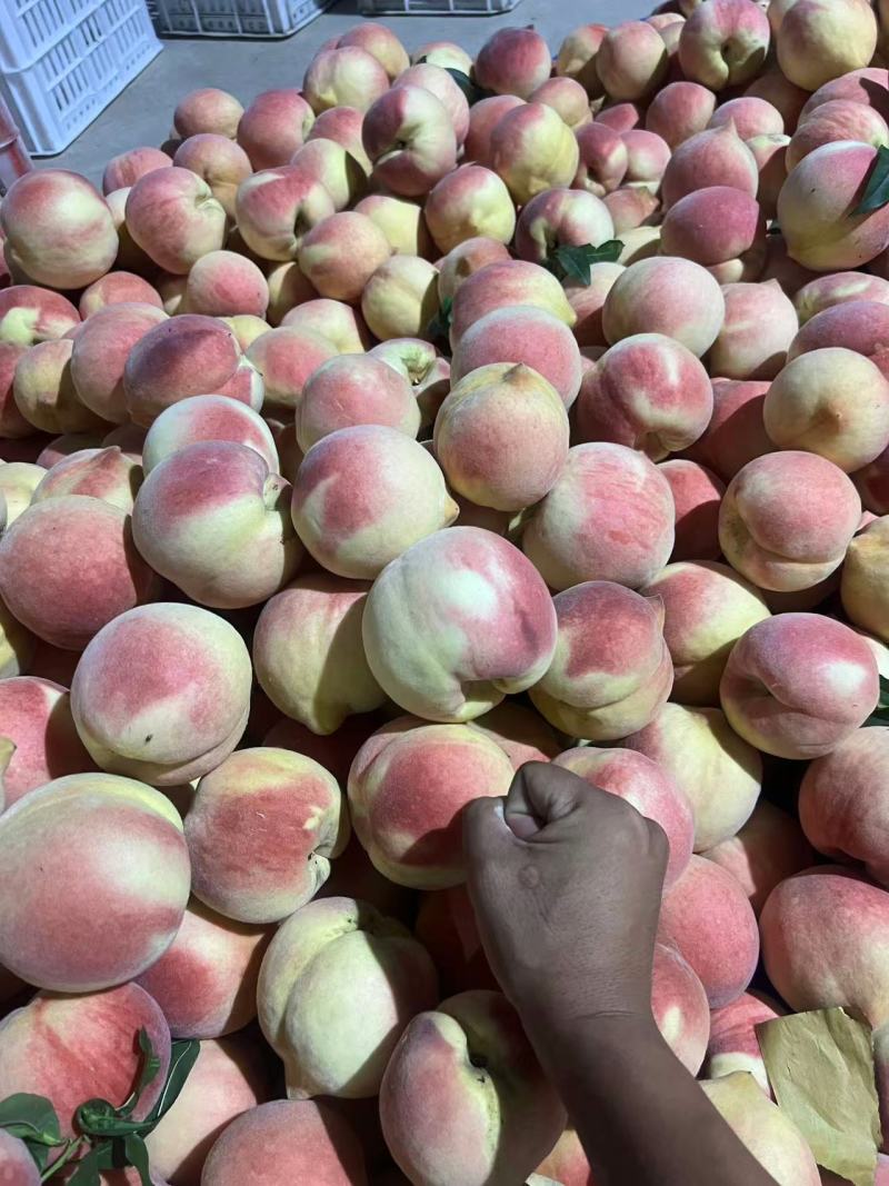 蒙阴蜜桃红毛桃新世纪晚世纪中秋惠蜜品种齐全