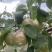 山西隰县玉露香梨，套膜袋农家种植大量上市