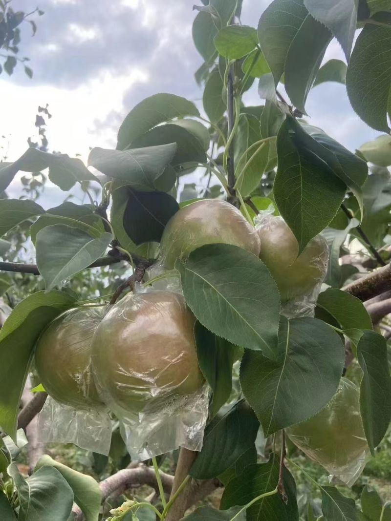 山西隰县玉露香梨，套膜袋农家种植大量上市