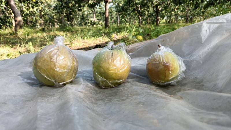山西隰县玉露香梨，套膜袋农家种植大量上市