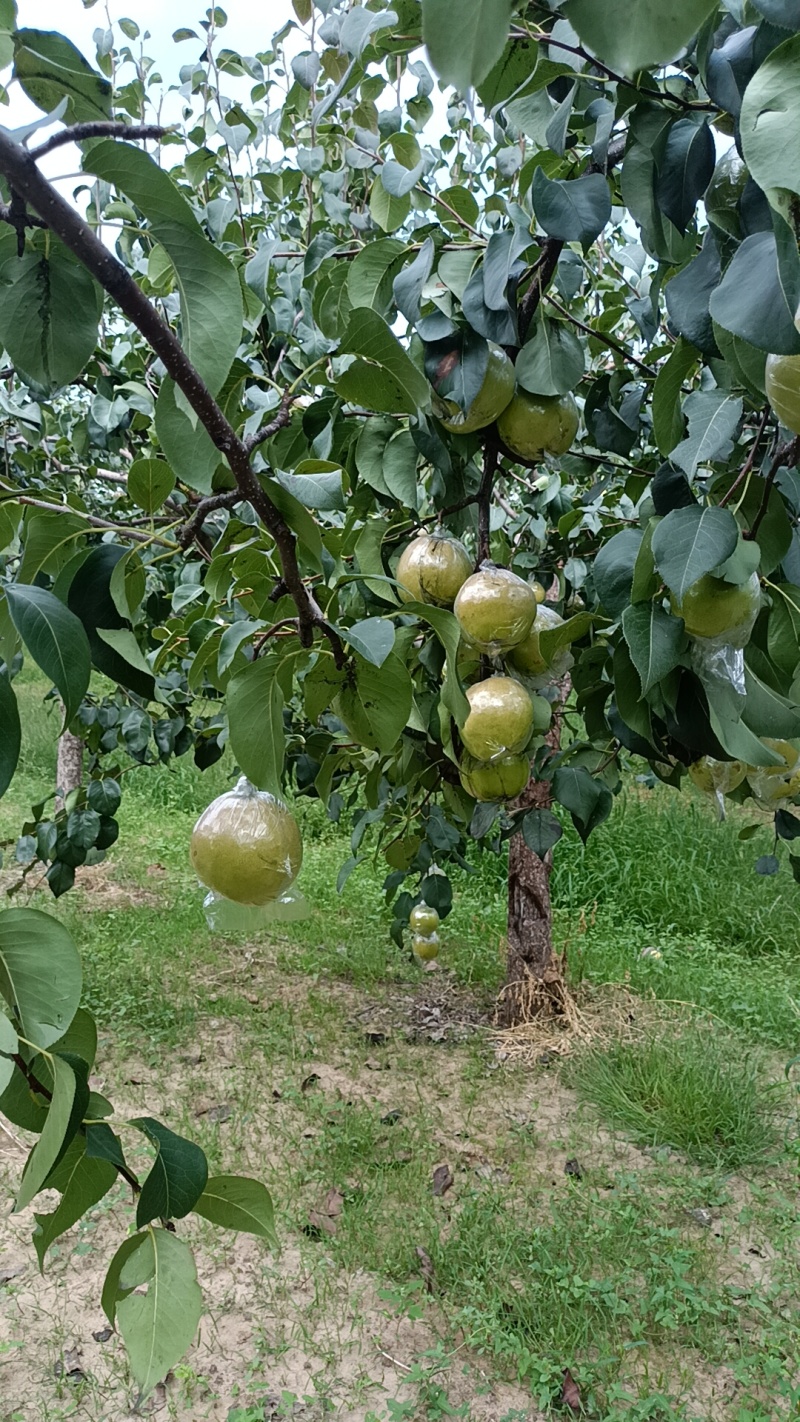 山西隰县玉露香梨，套膜袋农家种植大量上市