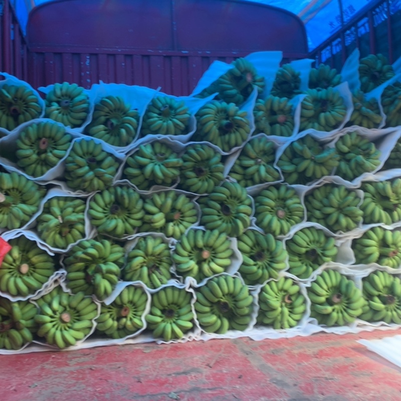 广西精品小米蕉，接整车