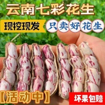 云南七彩花生/云南水果花生/云南小花生/云南鲜花生