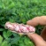 云南七彩花生/云南水果花生/云南小花生/云南鲜花生