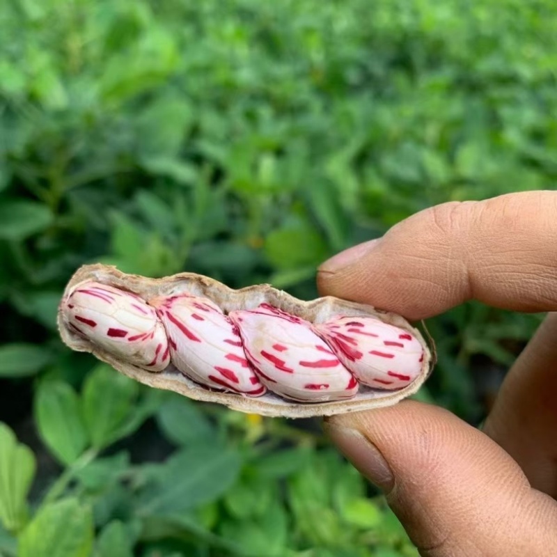 云南七彩花生/云南水果花生/云南小花生/云南鲜花生