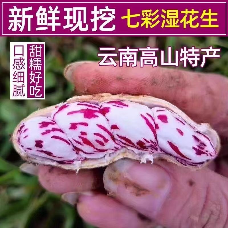 云南七彩花生/云南水果花生/云南小花生/云南鲜花生