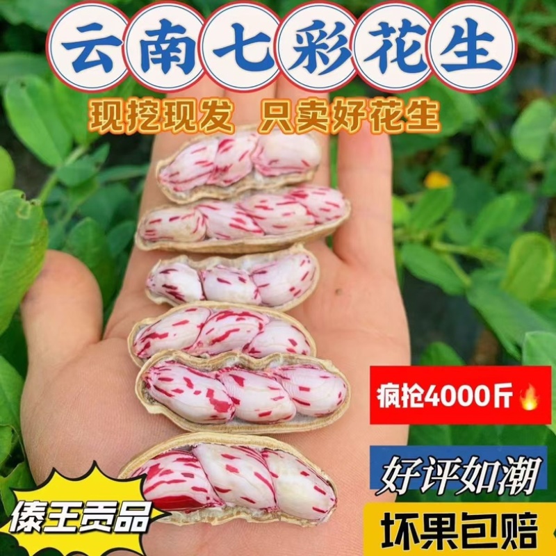 云南七彩花生/云南水果花生/云南小花生/云南鲜花生