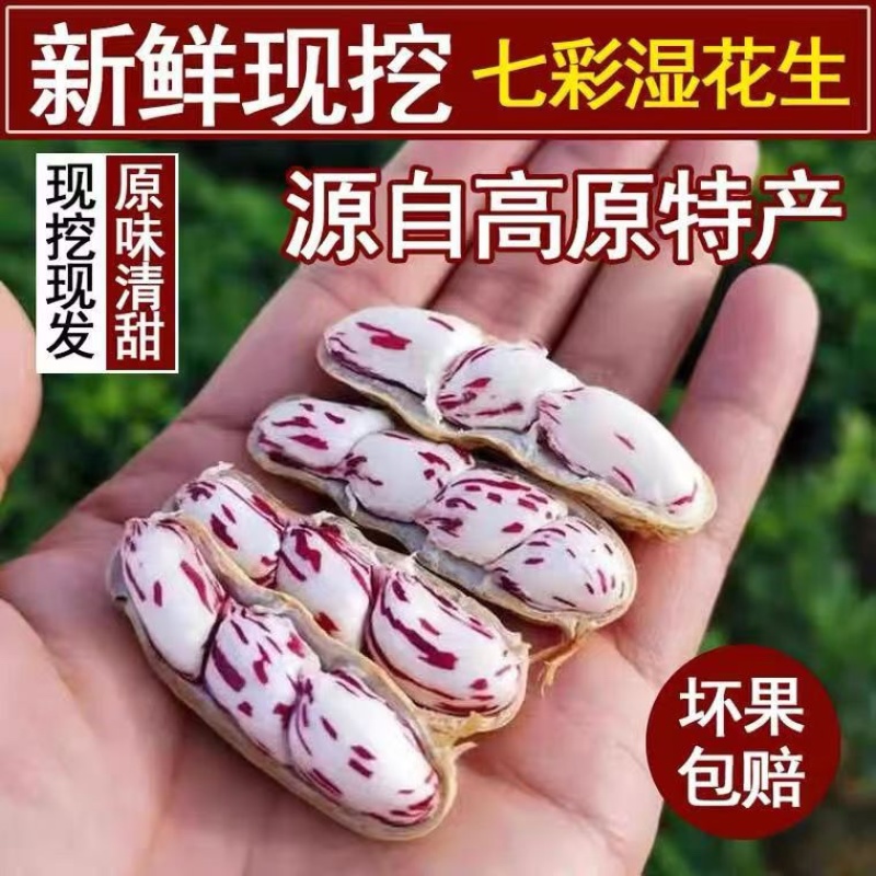 云南七彩花生/云南水果花生/云南小花生/云南鲜花生