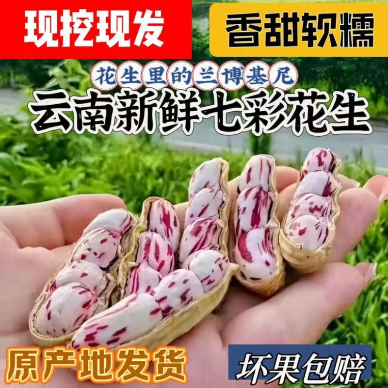 云南七彩花生/云南水果花生/云南小花生/云南鲜花生