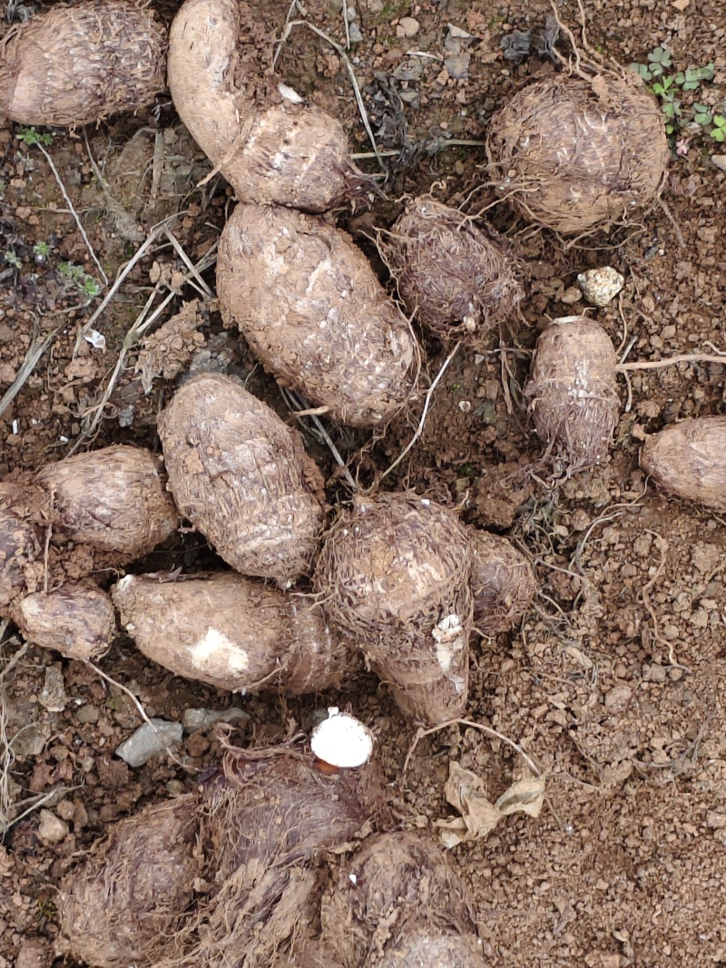 贵州六盘水高山黄土生态小香芋头