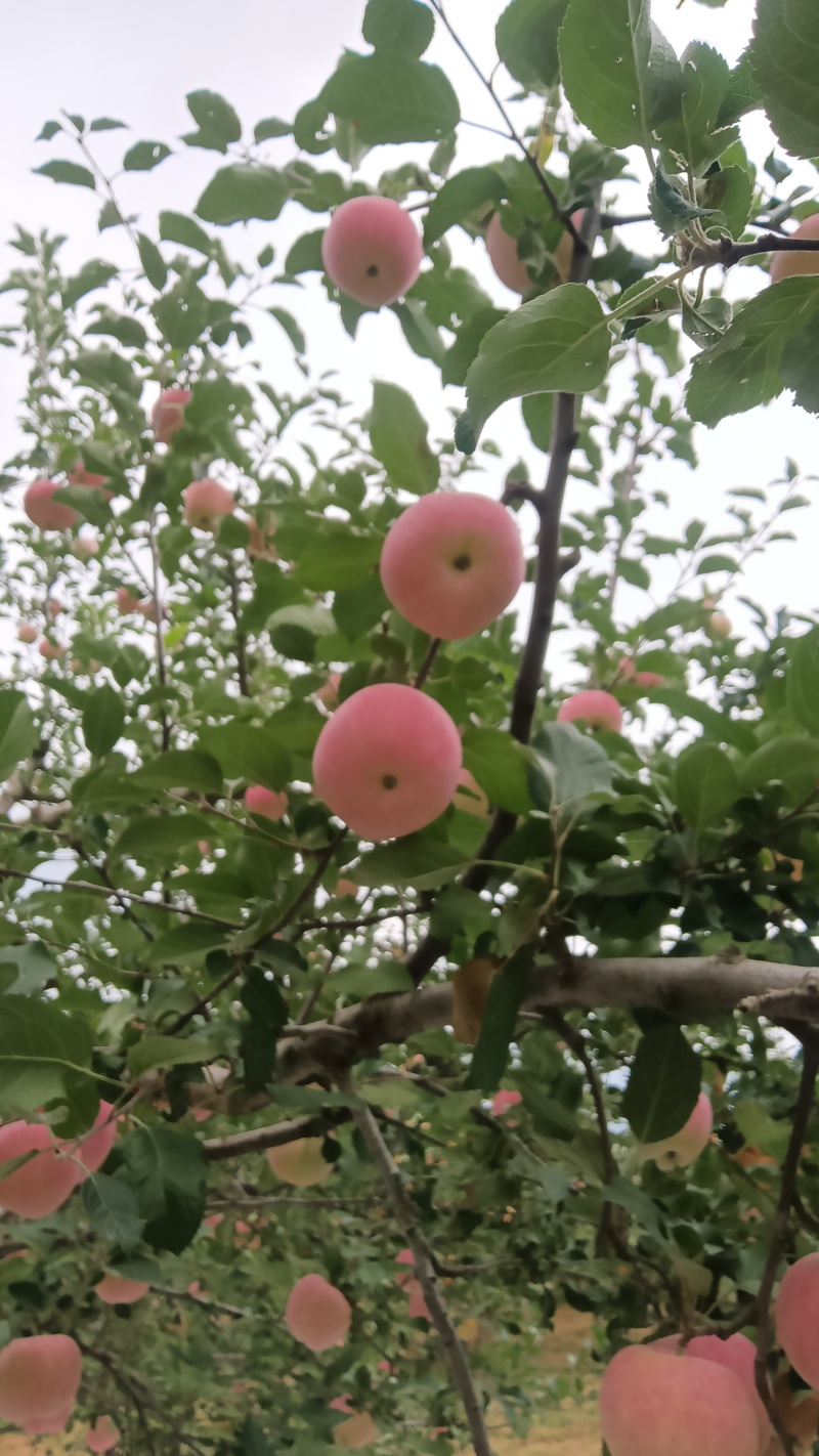 陕西高原红富士1苹果