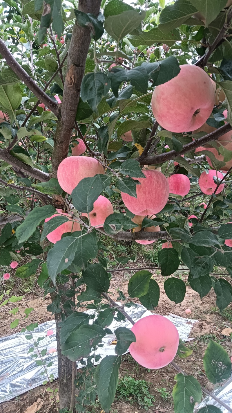 陕西高原红富士1苹果