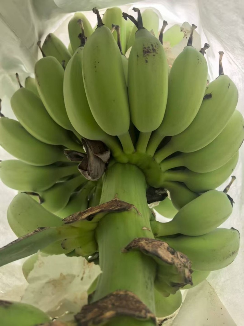苹果香蕉，优质产品，香甜好吃，超市，市场