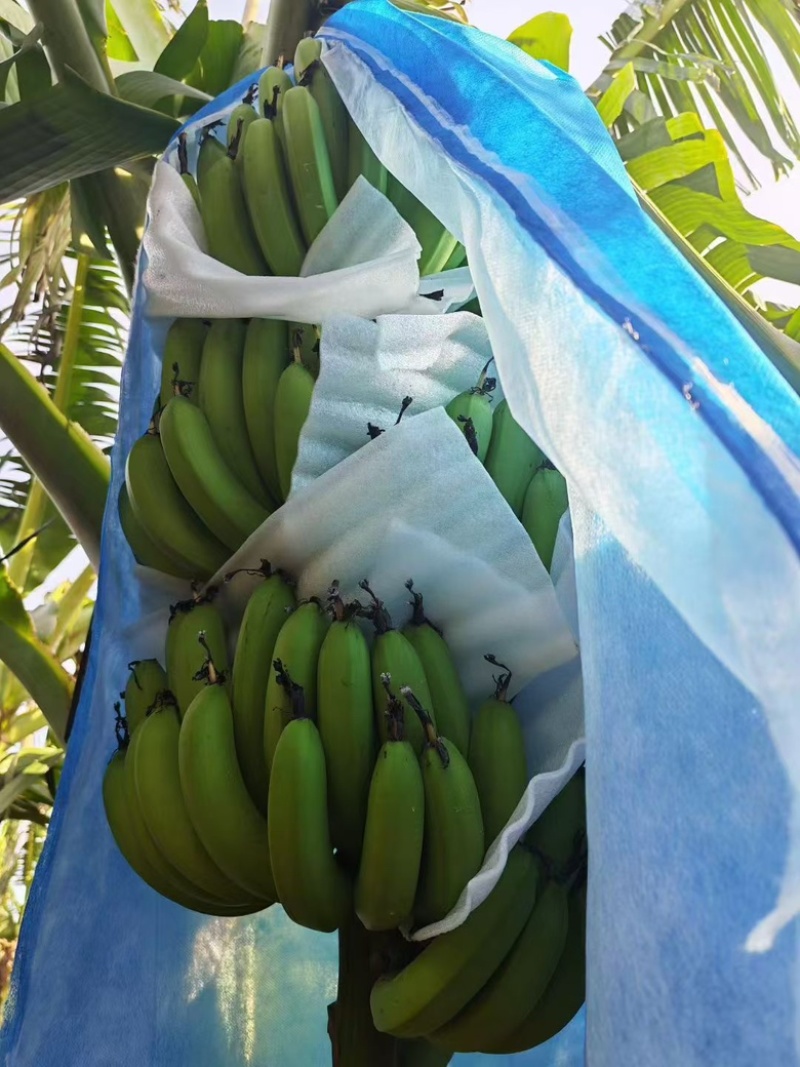 苹果香蕉，优质产品，香甜好吃，超市，市场