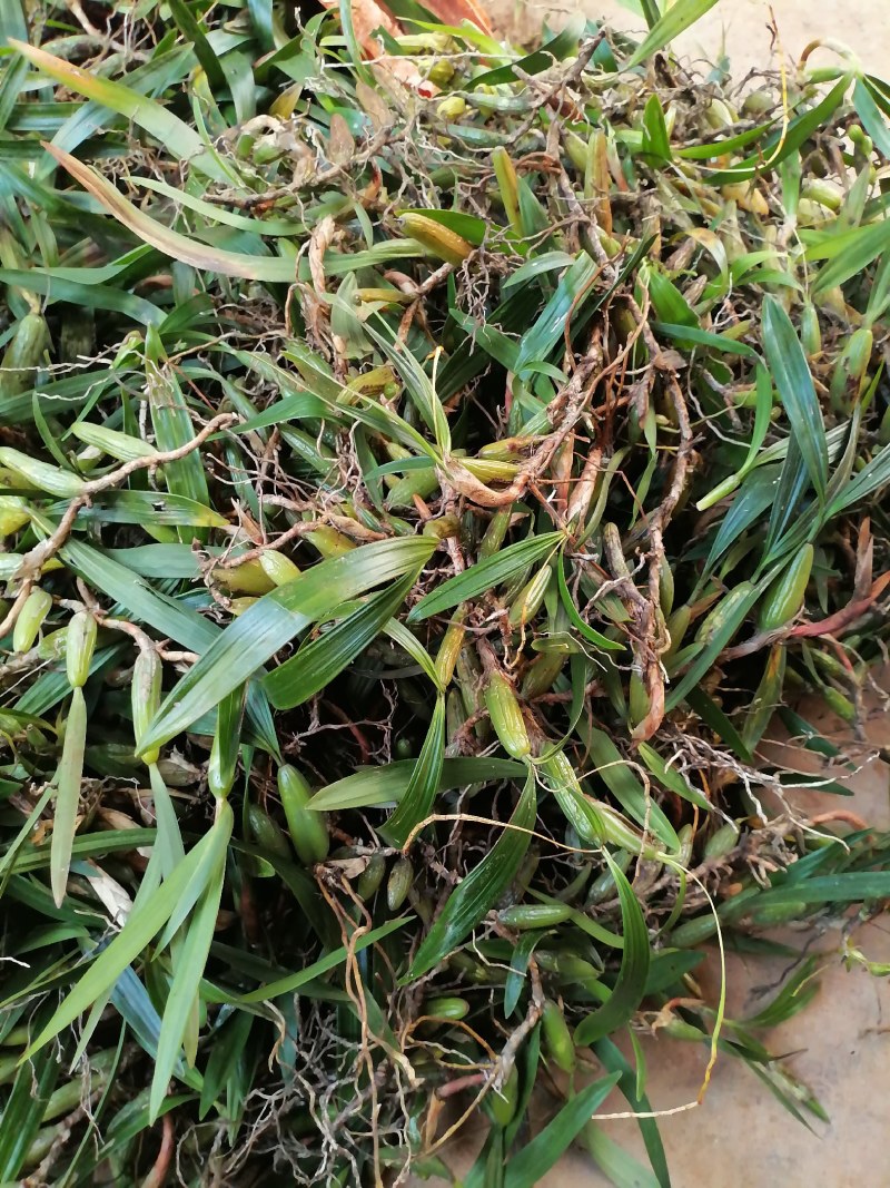 【产地直供】双叶大果石橄榄现货批发量大价优欢迎来电咨询