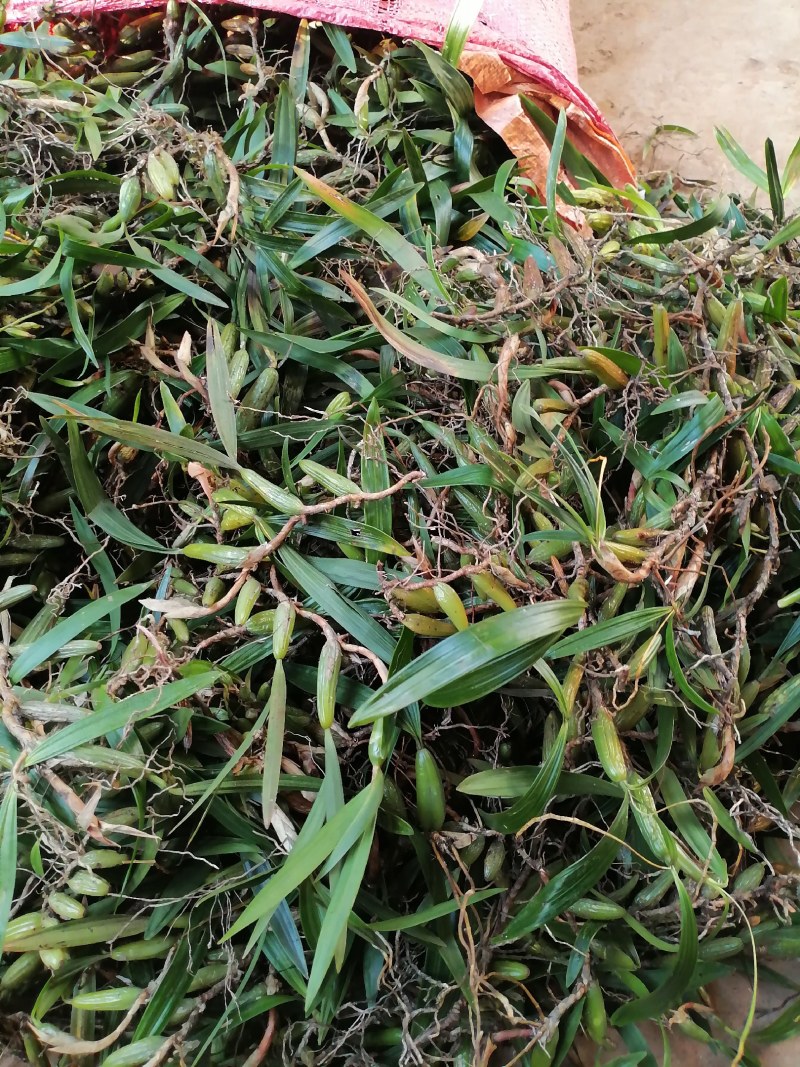 【产地直供】双叶大果石橄榄现货批发量大价优欢迎来电咨询