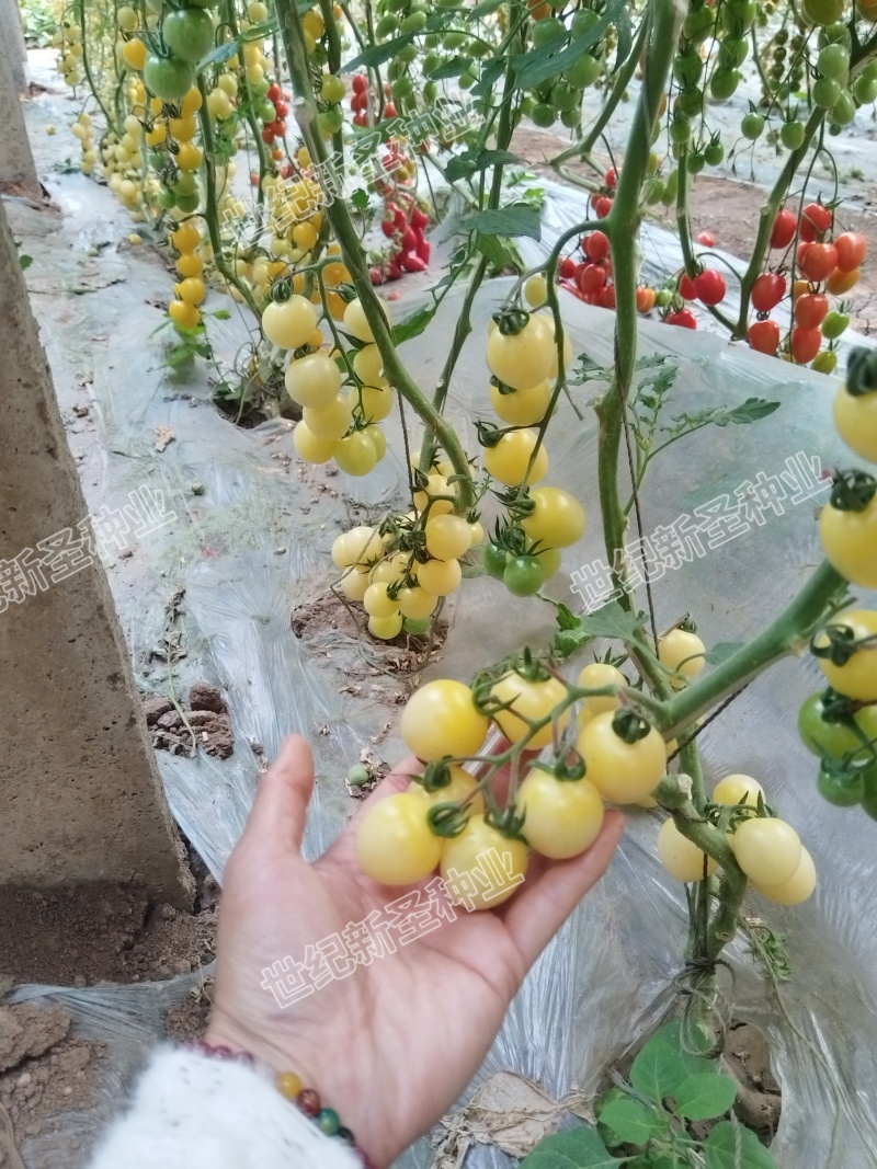 黄花生小番茄圣女果口感好吃基地直发种子苗糖分足颜色靓丽