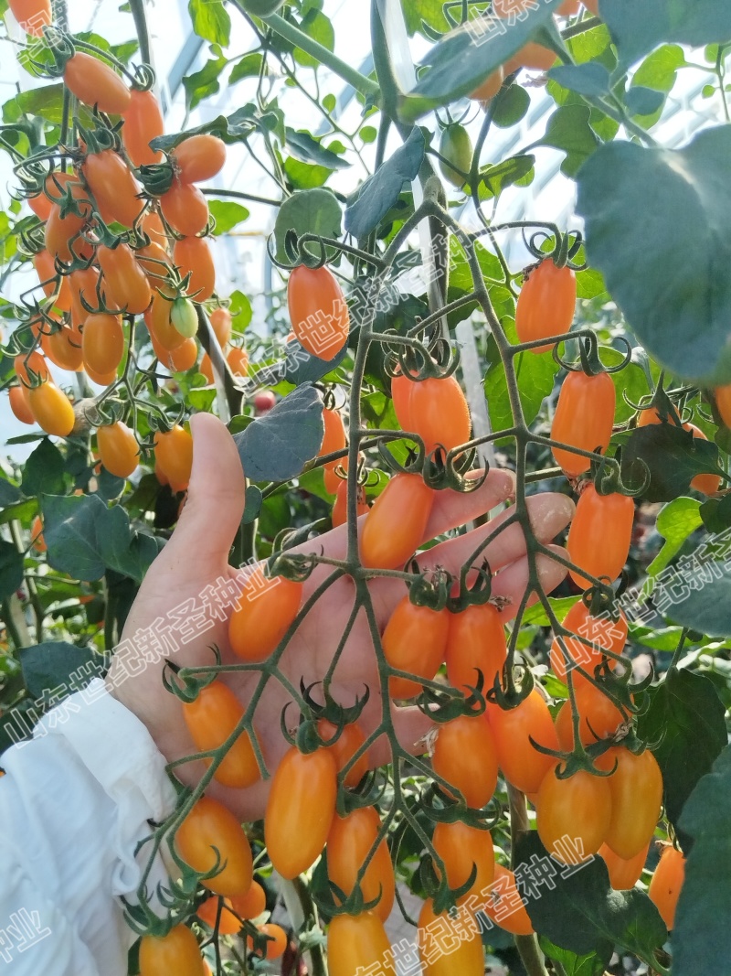 黄花生小番茄圣女果口感好吃基地直发种子苗糖分足颜色靓丽