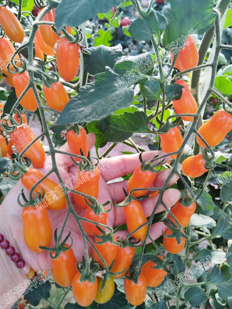 黄花生小番茄圣女果口感好吃基地直发种子苗糖分足颜色靓丽