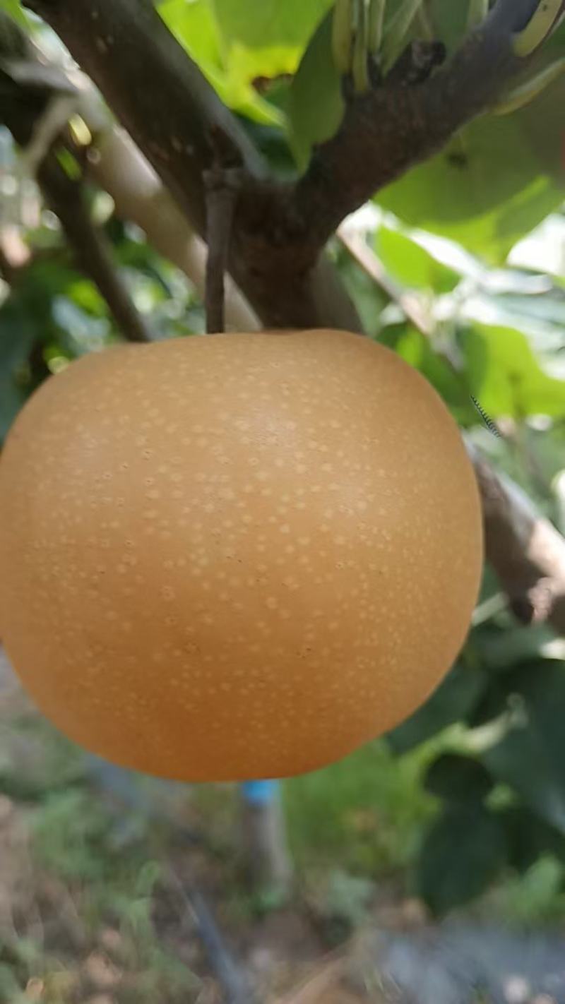 秋月梨，标光，色泽，口感，化渣，没的说。质量杠杠地。