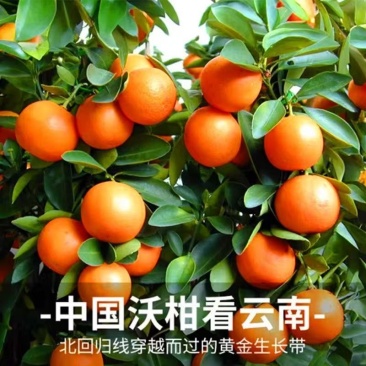云南红河沃柑/云南蜜桔/高山蜜桔/云南蜜桔