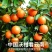 云南红河沃柑/云南蜜桔/高山蜜桔/云南蜜桔