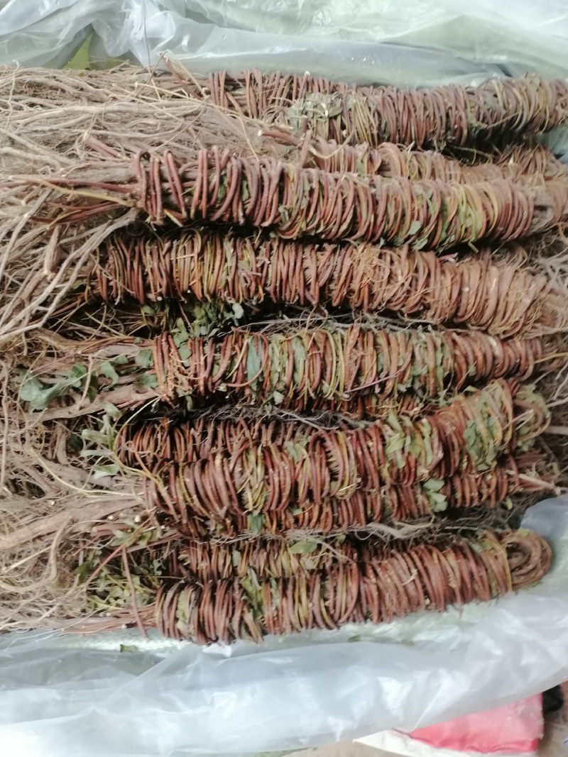 【产地直供】鸡骨草纯无硫鸡骨草现货批发可视频看货